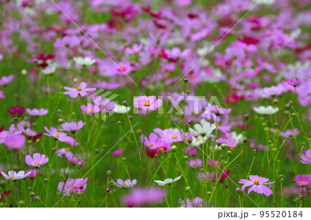 高知県 越智 コスモス 高知県 越智 コスモス 95520184