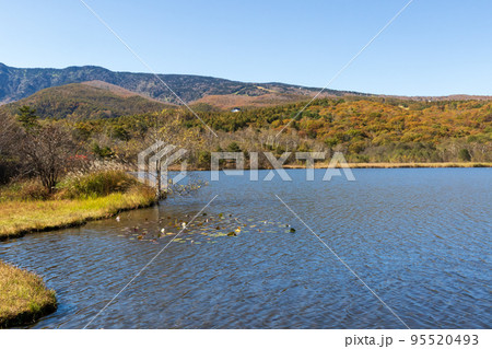 高原の湖　群馬県嬬恋村バラキ湖 95520493