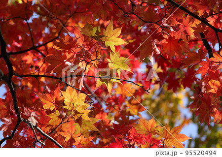 紅葉 95520494