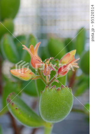 夏から秋に入っても順次、花が咲き続ける多肉植物の「熊童子」...3 95520514