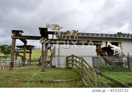 うだ・アニマルパークの山羊の橋わたり（奈良県宇陀市） 95520732
