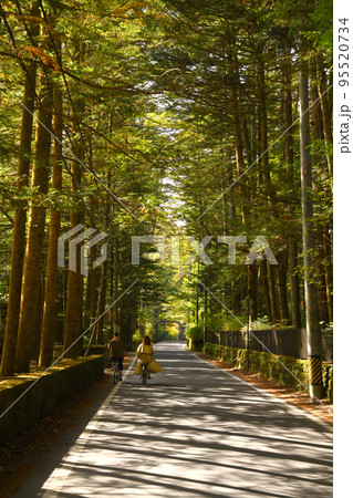 軽井沢カラマツ並木をサイクリングするカップル 95520734