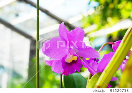カトレア Cattleya カトレア Cattleya 95520758