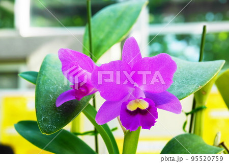 カトレア Cattleya カトレア Cattleya 95520759