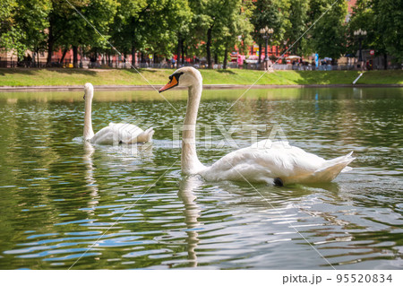 Two graceful white swans swim in the pond in city park. 95520834