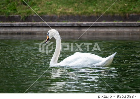 A graceful white swan swimming on a lake with dark water. The white swan is reflected in the water 95520837