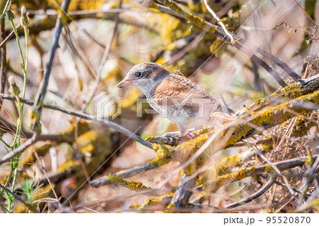 Juvenile Red-backed Shrike sitting on a tree branch. 95520870