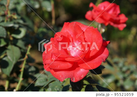バラ タイムレス '98 Rose Timeless '98 バラ タイムレス '98 Rose Timeless '98 95521059