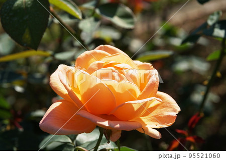 バラ  夢　Rose  Yume 95521060