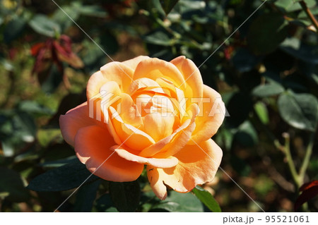 バラ 夢　Rose  Yume 95521061