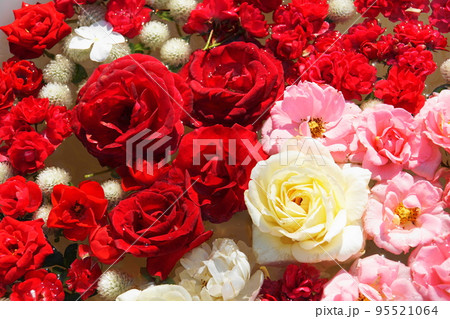 バラ 花水盆　Rose  95521064