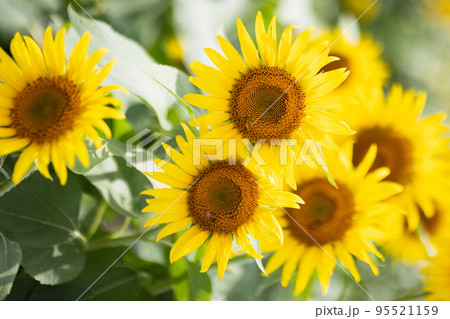 ひまわり畑 ひまわり畑 95521159