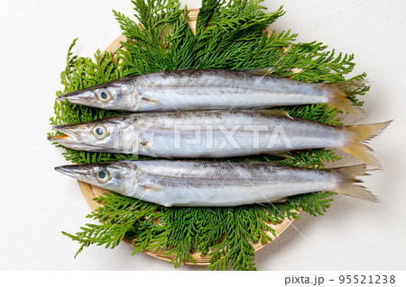 新鮮なカマス 95521238