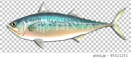 Illustration of oily mackerel 95521251