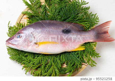新鮮なフエダイ 95521258