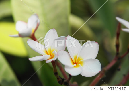 プルメリア　Plumeria 95521437