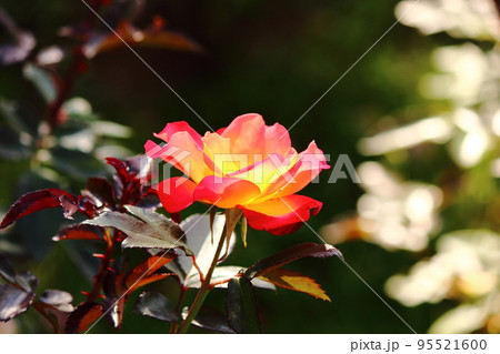 秋の陽射しを浴びる植物公園の赤と黄色2色のバラ 95521600