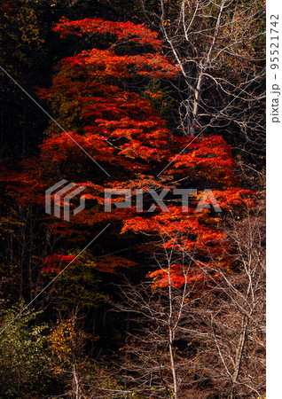 鳥崎八景_169 鳥崎八景_169 95521742