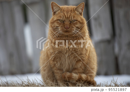 強く見つめる猫 強く見つめる猫 95521897