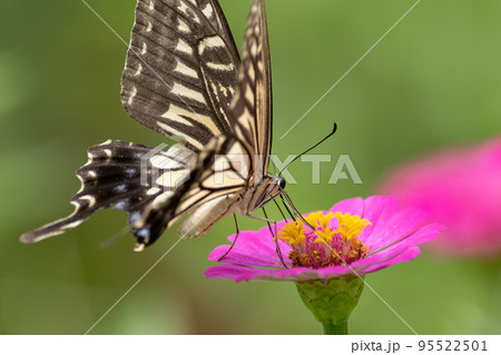花にとまるアゲハチョウ 95522501