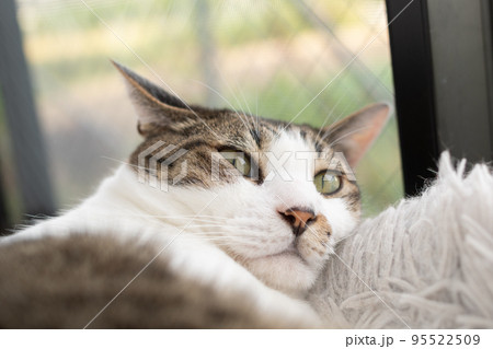 くつろぐ猫　キジトラ猫 95522509
