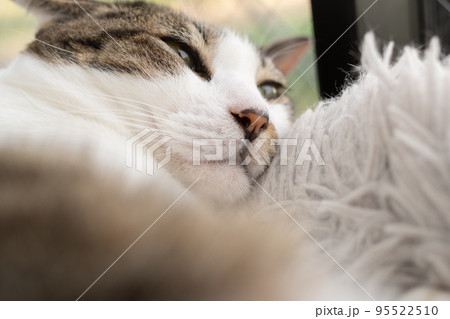 くつろぐ猫 キジトラ猫 くつろぐ猫 キジトラ猫 95522510