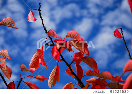 落ち葉舞う紅葉 95522689