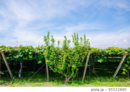 ぶどう畑前の姫りんごの木 ぶどう畑前の姫りんごの木 95522695