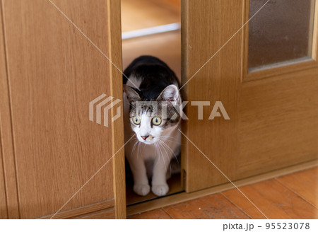 ドアの隙間から顔を出す猫 キジトラ白 ドアの隙間から顔を出す猫 キジトラ白 95523078