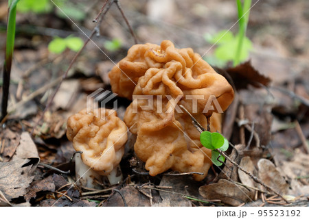 Gyromirta gigas mushrooms growing in forest in spring 95523192
