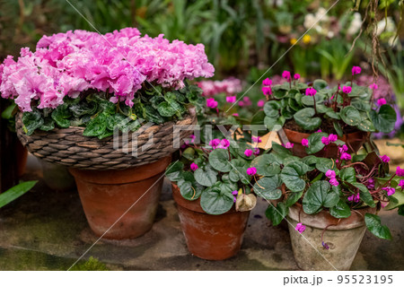 Potted Cyclamen plant blooming with pink flowers in garden 95523195