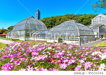 秋の東山植物園 秋の東山植物園 95523243