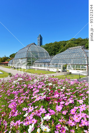秋の東山植物園 秋の東山植物園 95523244