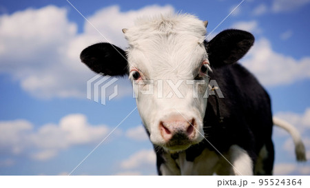 Close-up of two black and white cows eating and one picking its nose. Calf in black and white coloring grazes in the meadow. A young black and white calf licks its muzzle. Close-up of two black and white cows eating and one picking its nose. Calf in black and white coloring grazes in the meadow. A young black and white calf licks its muzzle. 95524364