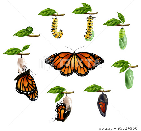 Life Cycle Of Butterfly Realistic Set 95524960