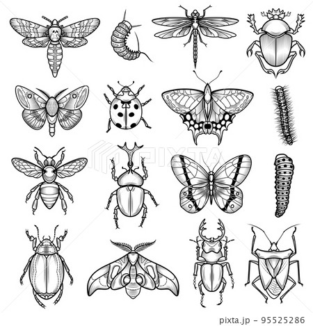 Insects Black White Line Icons Set 95525286