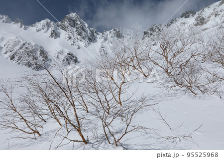 中央アルプス　千畳敷カール　長野県　ダケカンバの樹氷と宝剣岳 95525968