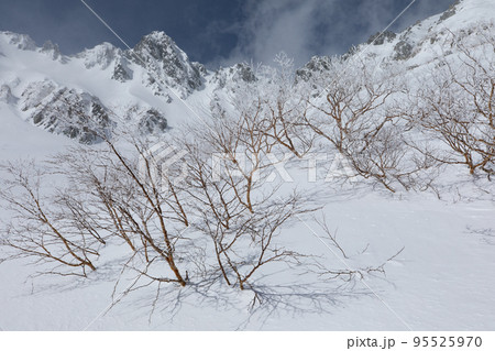中央アルプス　千畳敷カール　長野県　ダケカンバの樹氷と宝剣岳 95525970
