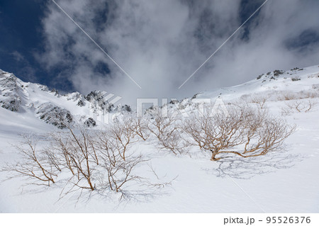 中央アルプス　千畳敷カール　長野県　ダケカンバの樹氷と宝剣岳 95526376