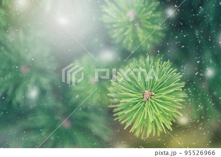 Closeup of Christmas tree background 95526966
