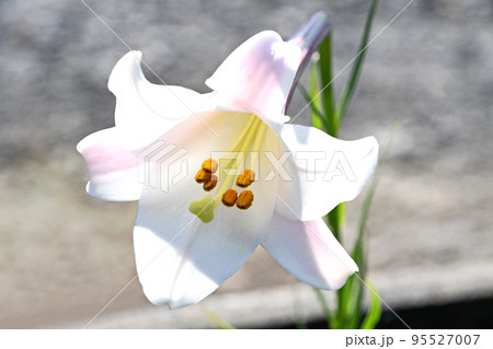 百合（タカサゴユリ） 95527007