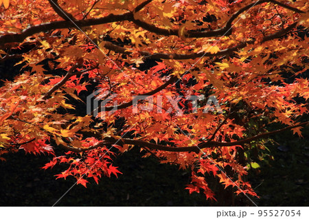 紅葉　北海道＿旧島松駅逓所 95527054