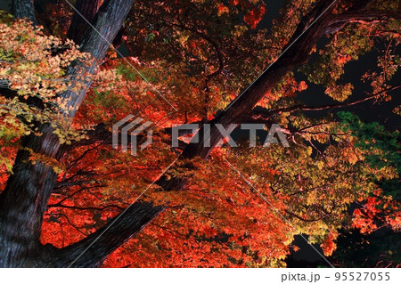 紅葉　北海道＿旧島松駅逓所 95527055