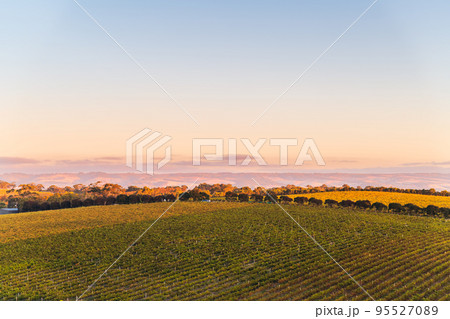 Vineyards in McLaren Vale at sunset Vineyards in McLaren Vale at sunset 95527089