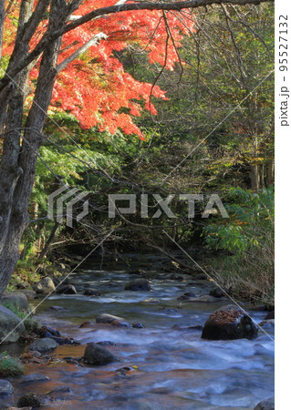 紅葉　函館＿亀田川　 95527132