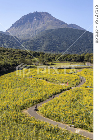 しまばら火張山花公園の秋のひまわり畑 95527135
