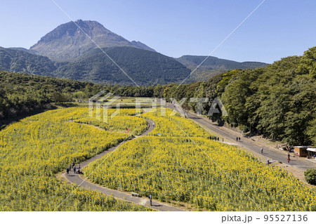 しまばら火張山花公園の秋のひまわり畑 しまばら火張山花公園の秋のひまわり畑 95527136
