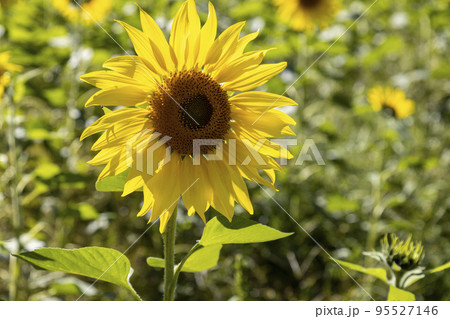 しまばら火張山花公園の秋のひまわり しまばら火張山花公園の秋のひまわり 95527146