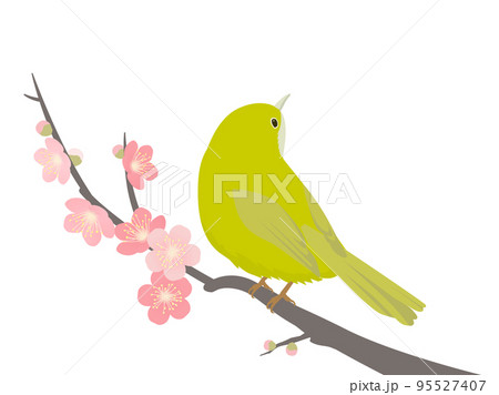メジロと梅 メジロと梅 95527407