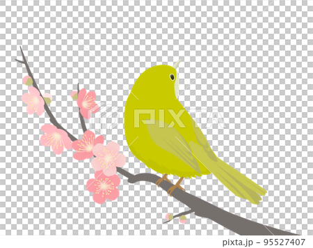 メジロと梅 メジロと梅 95527407